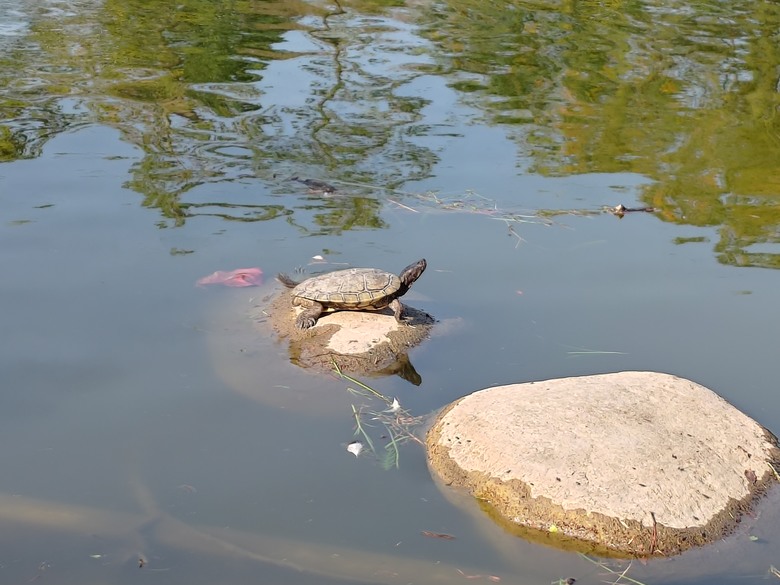 【遊記】第二章，彰化有個不輸「臺北大安森林公園」的公園，溪州公園 (森林區) - 大漠國渡