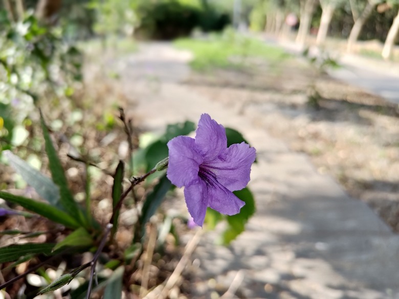 【遊記】第二章，彰化有個不輸「臺北大安森林公園」的公園，溪州公園 (森林區) - 大漠國渡