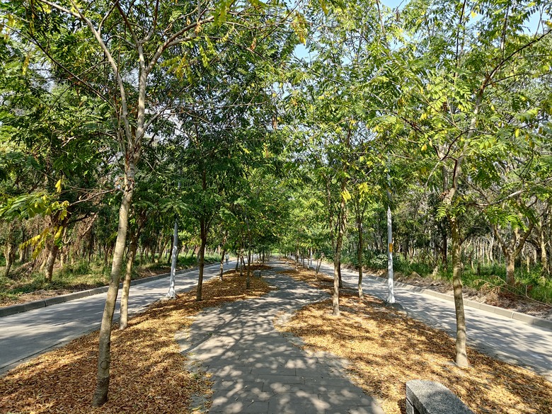 【遊記】第二章，彰化有個不輸「臺北大安森林公園」的公園，溪州公園 (森林區) - 大漠國渡