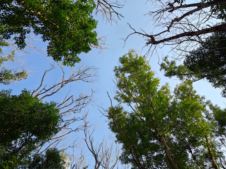【遊記】第二章，彰化有個不輸「臺北大安森林公園」的公園，溪州公園 (森林區) - 大漠國渡