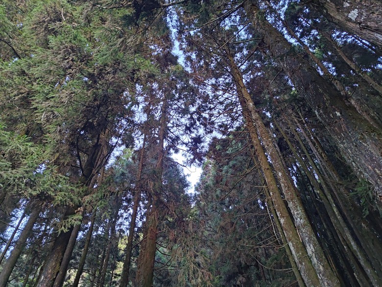 點我看大圖 【遊記】一天欣賞不完的「森林美景」,住宿是更好的選擇,杉林溪森林生態渡假園區 - 大漠國渡