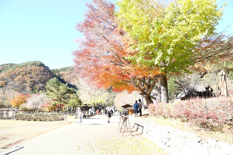 東京 高尾山 河口湖 & 里根場 [富士山] 輕井澤 川越 台場 神宮外苑 渋谷