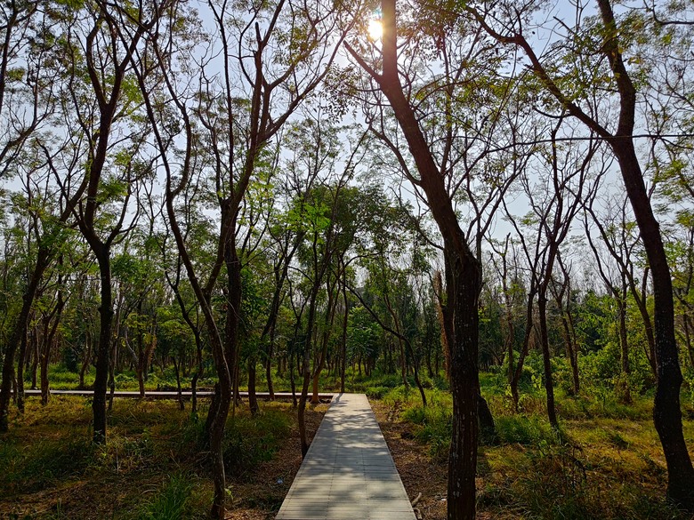 【遊記】第二章，彰化有個不輸「臺北大安森林公園」的公園，溪州公園 (森林區) - 大漠國渡