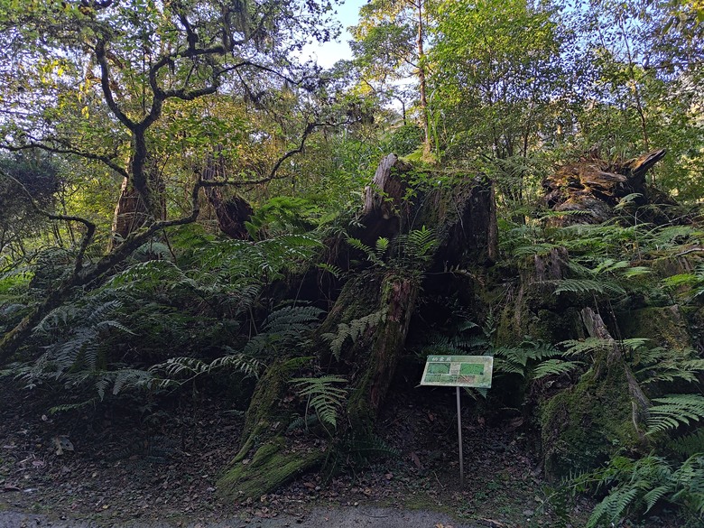 點我看大圖 【遊記】一天欣賞不完的「森林美景」,住宿是更好的選擇,杉林溪森林生態渡假園區 - 大漠國渡