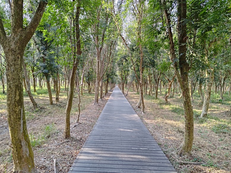 【遊記】第二章，彰化有個不輸「臺北大安森林公園」的公園，溪州公園 (森林區) - 大漠國渡