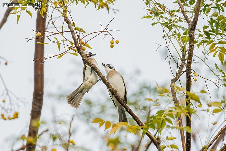 點我看大圖 出遊分享 Canon EOS R8 ( 高雄衛武營/中央公園/高雄林園工業區)