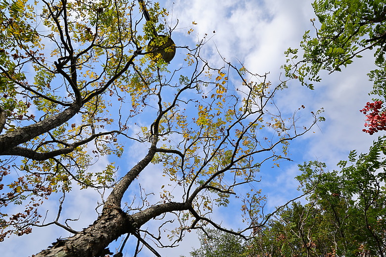 點我看大圖 Tamron 11-20mm f/2.8 DiIII-A RXD(RF-Mount)評測報告|老佳 APS-C 超廣角大光圈新選擇!
