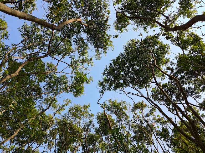 【遊記】第二章，彰化有個不輸「臺北大安森林公園」的公園，溪州公園 (森林區) - 大漠國渡