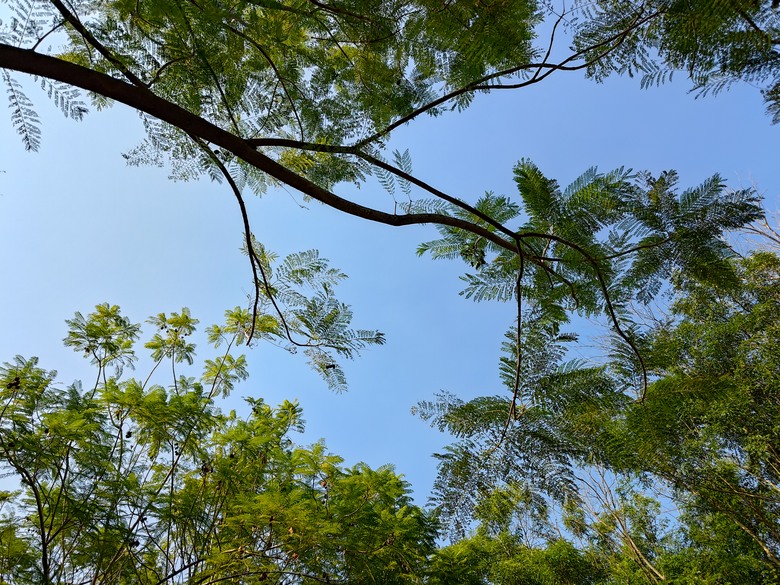 【遊記】第二章，彰化有個不輸「臺北大安森林公園」的公園，溪州公園 (森林區) - 大漠國渡