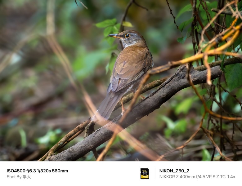 尼康NIKON Z50II二代新機評測