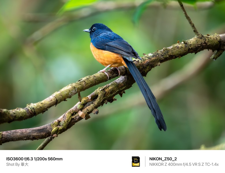 尼康NIKON Z50II二代新機評測