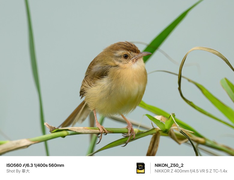 尼康NIKON Z50II二代新機評測