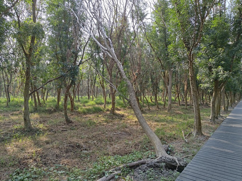 【遊記】第二章，彰化有個不輸「臺北大安森林公園」的公園，溪州公園 (森林區) - 大漠國渡