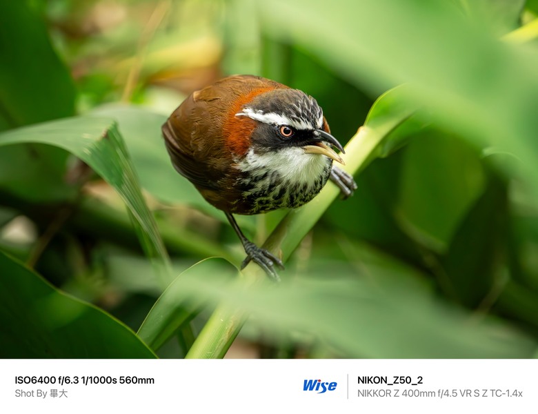 尼康NIKON Z50II二代新機評測