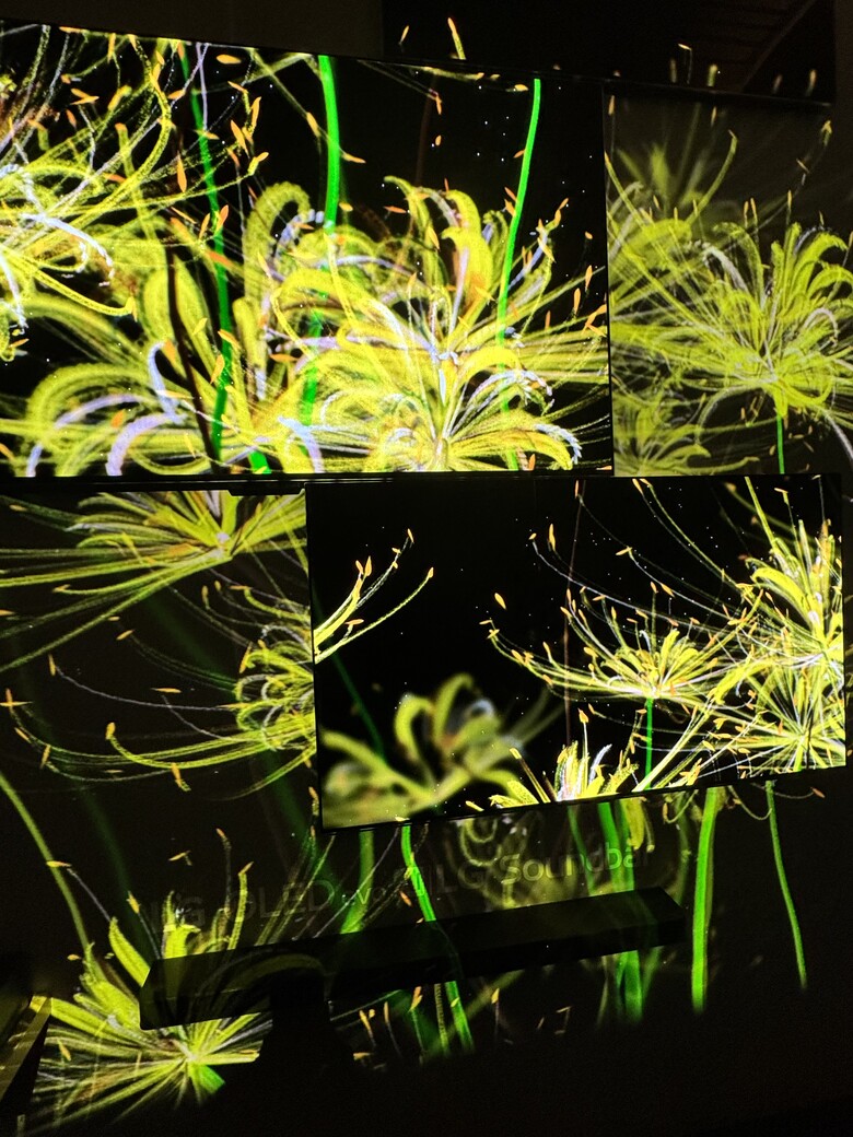 LG OLED Eternal Floral Realm 永恆花境 吳哲宇 彼岸花