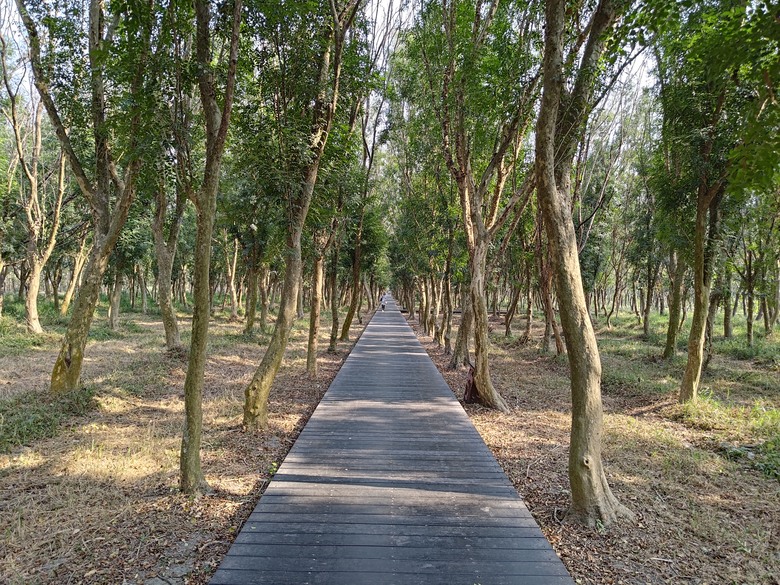 【遊記】第二章，彰化有個不輸「臺北大安森林公園」的公園，溪州公園 (森林區) - 大漠國渡