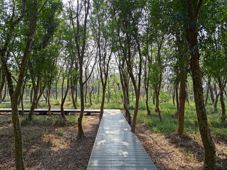 【遊記】第二章，彰化有個不輸「臺北大安森林公園」的公園，溪州公園 (森林區) - 大漠國渡