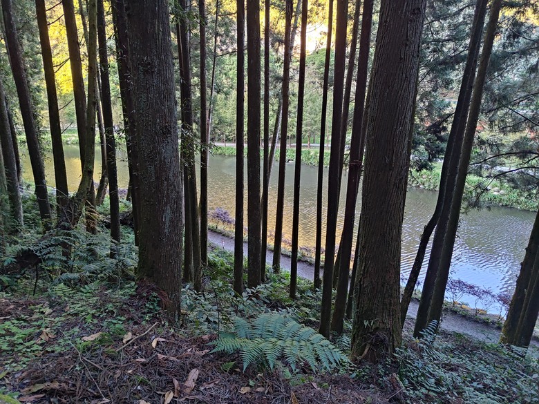 點我看大圖 【遊記】一天欣賞不完的「森林美景」,住宿是更好的選擇,杉林溪森林生態渡假園區 - 大漠國渡
