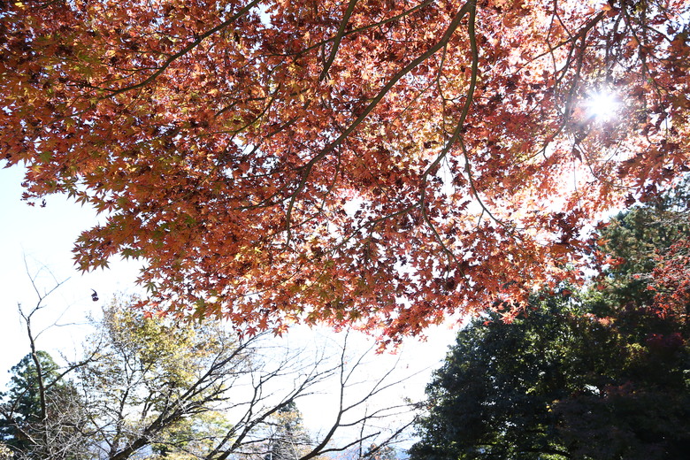 東京 高尾山 河口湖 & 里根場 [富士山] 輕井澤 川越 台場 神宮外苑 渋谷