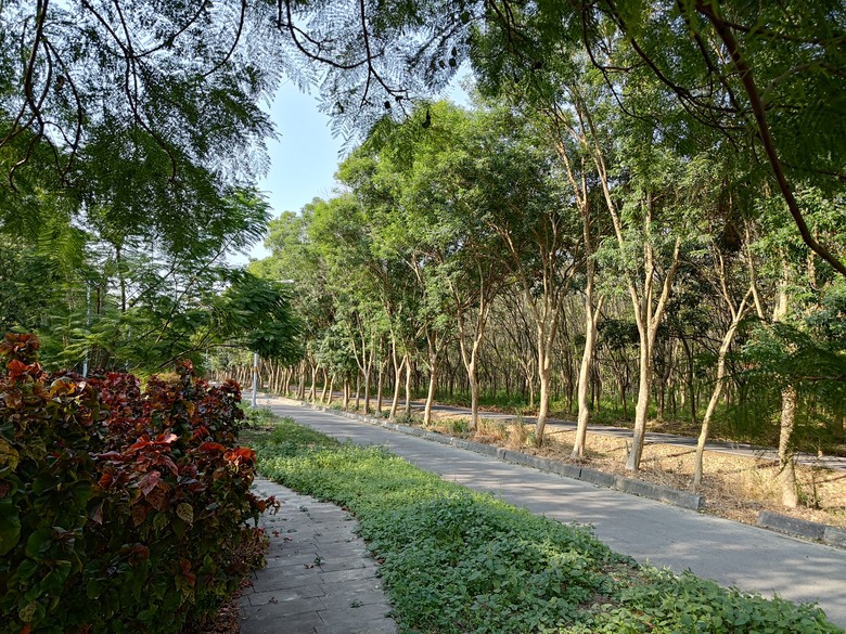【遊記】第二章，彰化有個不輸「臺北大安森林公園」的公園，溪州公園 (森林區) - 大漠國渡
