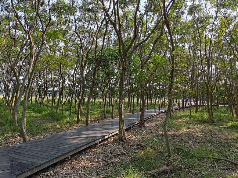 【遊記】第二章，彰化有個不輸「臺北大安森林公園」的公園，溪州公園 (森林區) - 大漠國渡