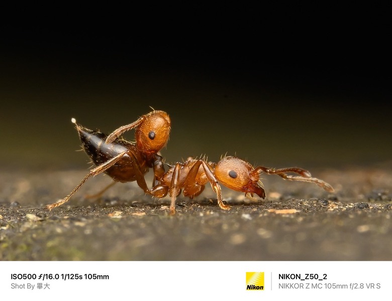 尼康NIKON Z50II二代新機評測