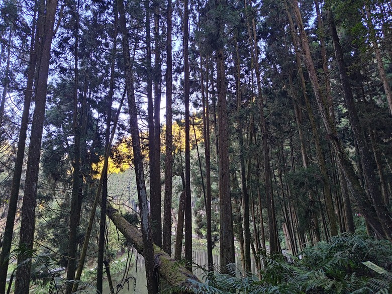 點我看大圖 【遊記】一天欣賞不完的「森林美景」,住宿是更好的選擇,杉林溪森林生態渡假園區 - 大漠國渡