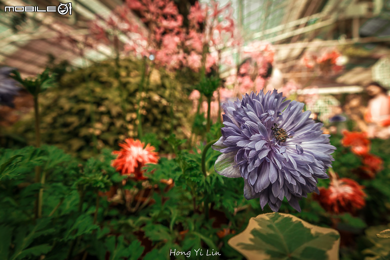 出遊分享 Canon EOS R8 ( 騎車上杉林溪)