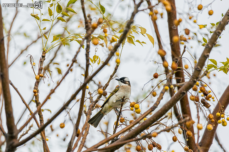 點我看大圖 出遊分享 Canon EOS R8 ( 高雄衛武營/中央公園/高雄林園工業區)