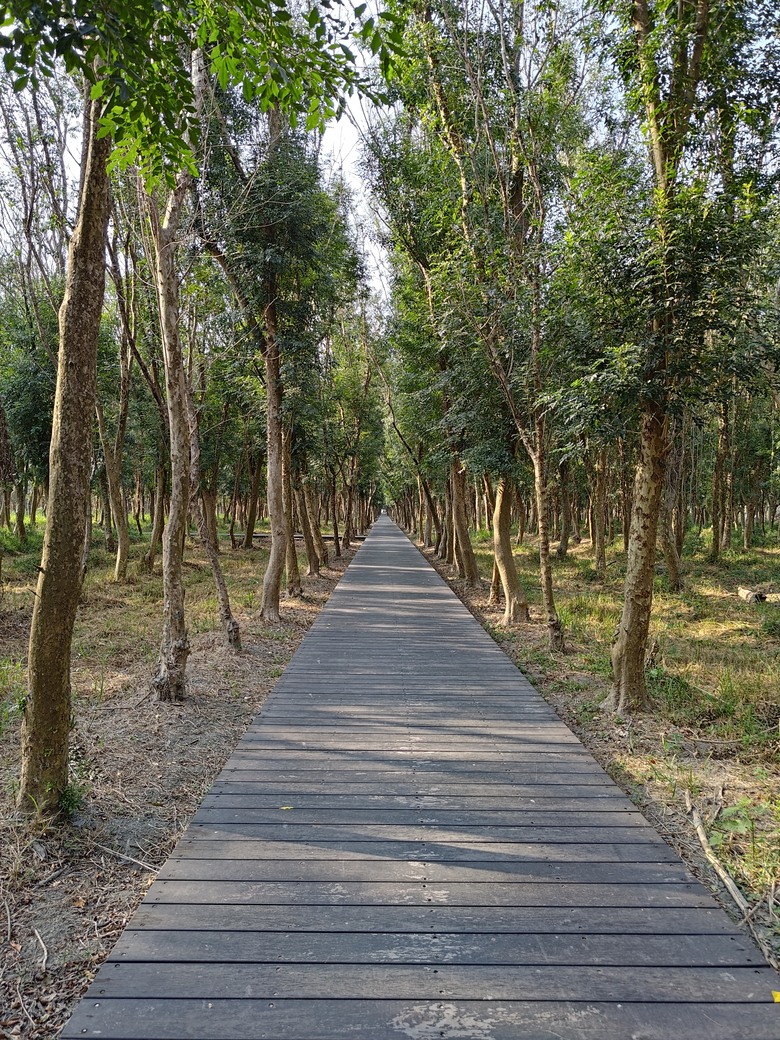 【遊記】第二章，彰化有個不輸「臺北大安森林公園」的公園，溪州公園 (森林區) - 大漠國渡