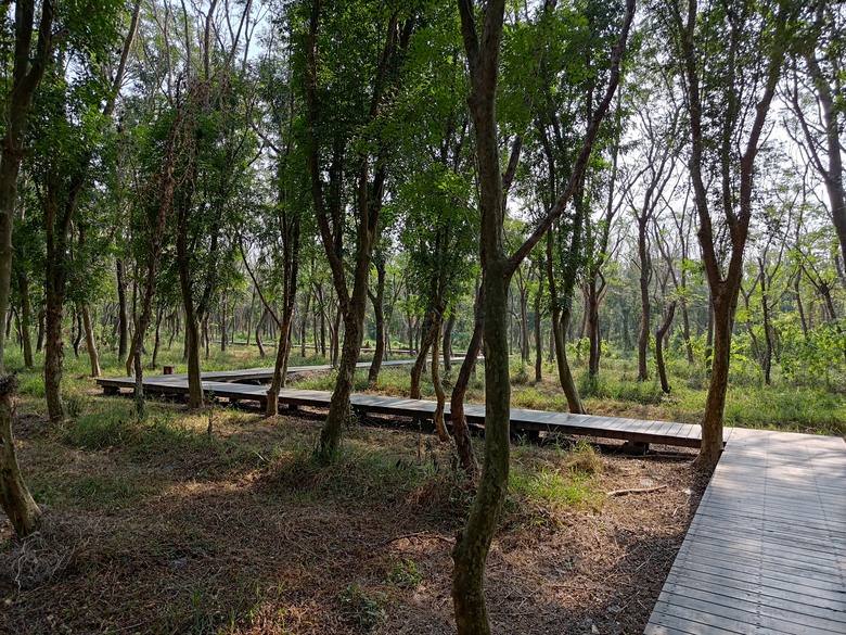 【遊記】第二章，彰化有個不輸「臺北大安森林公園」的公園，溪州公園 (森林區) - 大漠國渡