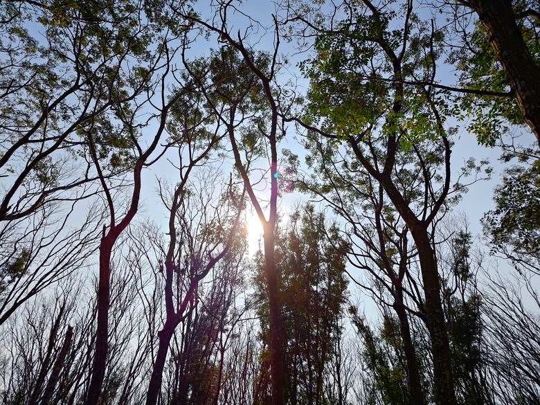 【遊記】第二章，彰化有個不輸「臺北大安森林公園」的公園，溪州公園 (森林區) - 大漠國渡