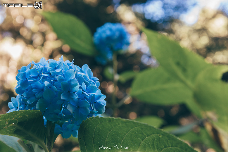 出遊分享 Canon EOS R8 ( 騎車上杉林溪)
