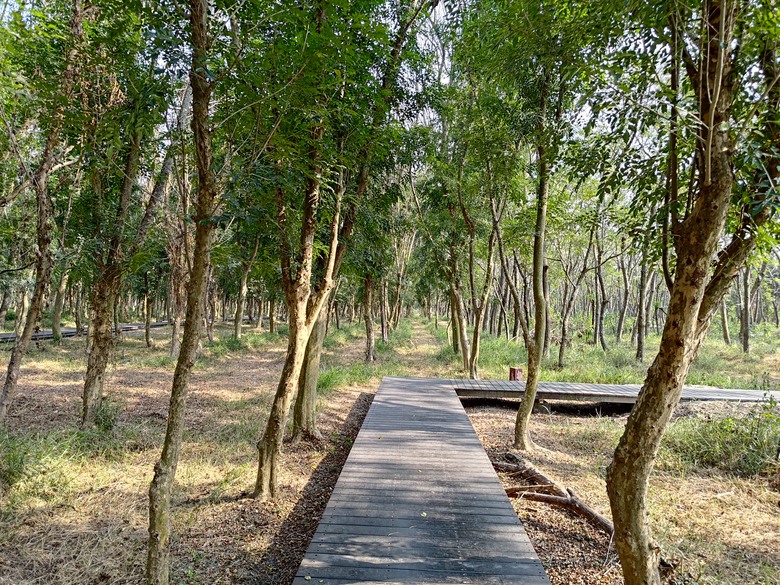 【遊記】第二章，彰化有個不輸「臺北大安森林公園」的公園，溪州公園 (森林區) - 大漠國渡