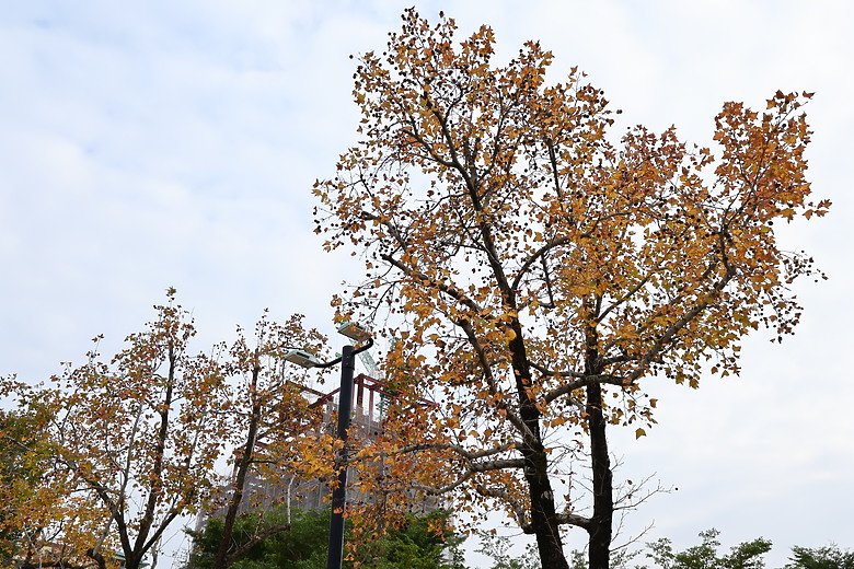 點我看大圖 Tamron 11-20mm f/2.8 DiIII-A RXD(RF-Mount)評測報告|老佳 APS-C 超廣角大光圈新選擇!