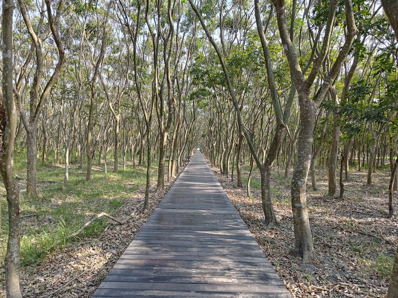 【遊記】第二章，彰化有個不輸「臺北大安森林公園」的公園，溪州公園 (森林區) - 大漠國渡
