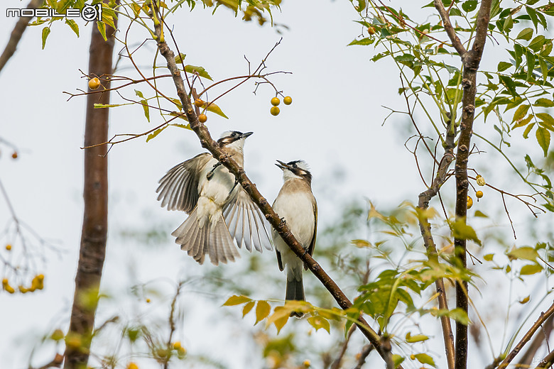 點我看大圖 出遊分享 Canon EOS R8 ( 高雄衛武營/中央公園/高雄林園工業區)