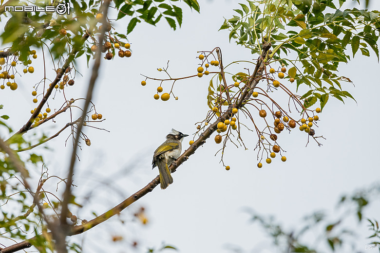 點我看大圖 出遊分享 Canon EOS R8 ( 高雄衛武營/中央公園/高雄林園工業區)