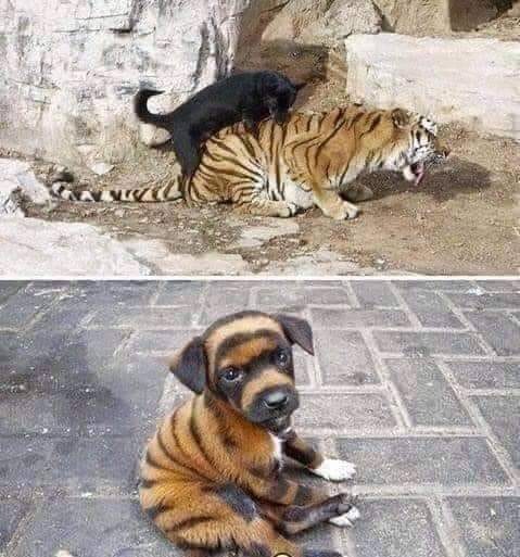 傳說中的虎落平陽被犬欺？