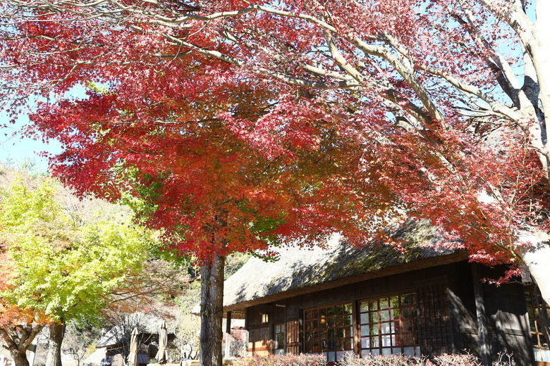 東京 高尾山 河口湖 & 里根場 [富士山] 輕井澤 川越 台場 神宮外苑 渋谷