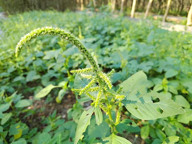 【遊記】第二章，彰化有個不輸「臺北大安森林公園」的公園，溪州公園 (森林區) - 大漠國渡