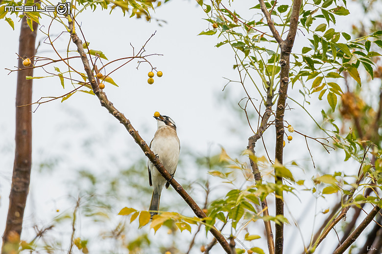 點我看大圖 出遊分享 Canon EOS R8 ( 高雄衛武營/中央公園/高雄林園工業區)