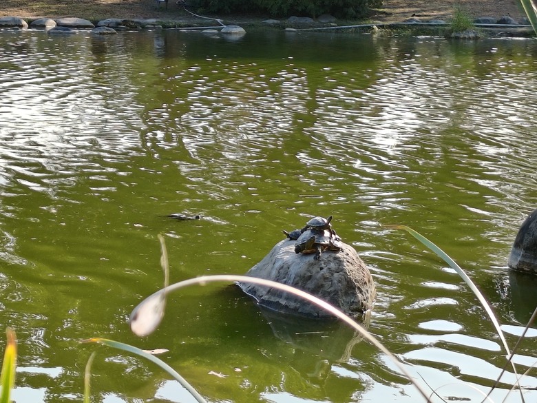 【遊記】第二章，彰化有個不輸「臺北大安森林公園」的公園，溪州公園 (森林區) - 大漠國渡