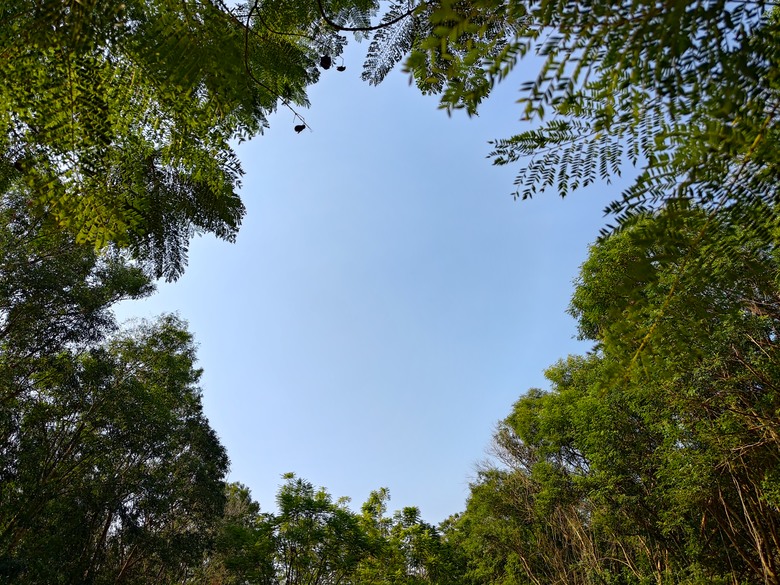 【遊記】第二章，彰化有個不輸「臺北大安森林公園」的公園，溪州公園 (森林區) - 大漠國渡