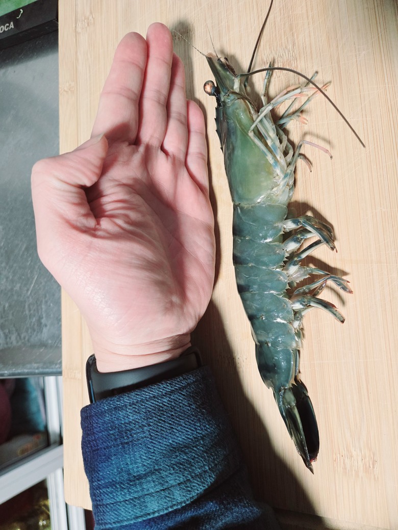 釣草蝦真的好吃又好玩，比泰國蝦好