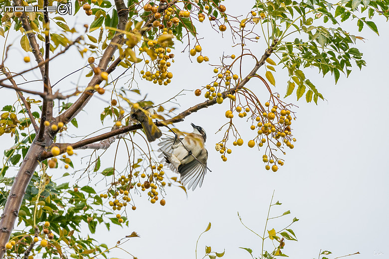 點我看大圖 出遊分享 Canon EOS R8 ( 高雄衛武營/中央公園/高雄林園工業區)