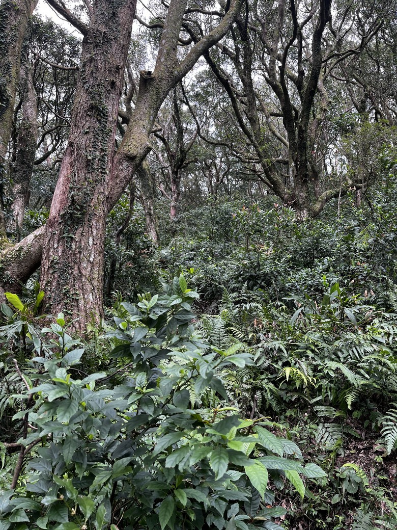 火燒山、向天山、面天山、面天池、山仔頂古道o型