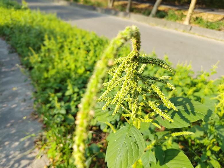 【遊記】第二章，彰化有個不輸「臺北大安森林公園」的公園，溪州公園 (森林區) - 大漠國渡
