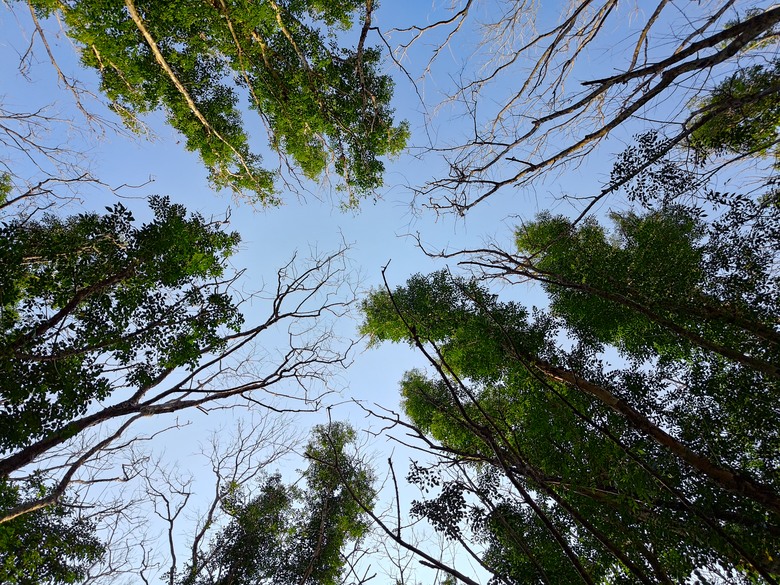 【遊記】第二章，彰化有個不輸「臺北大安森林公園」的公園，溪州公園 (森林區) - 大漠國渡