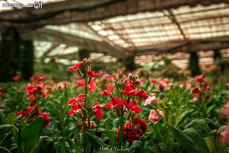 出遊分享 Canon EOS R8 ( 騎車上杉林溪)